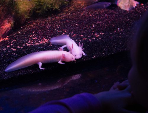 Gli elementi di un Acquario